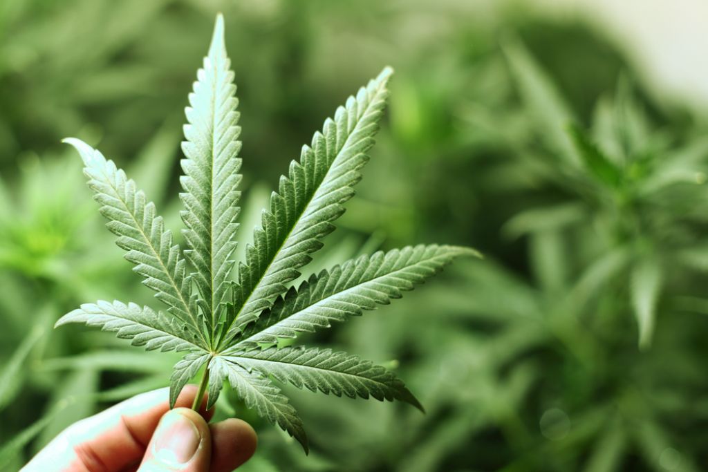 THC účinky
