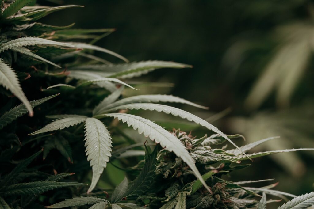 THC co to je ?