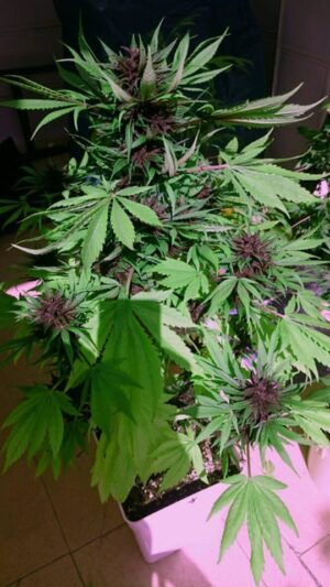 Delicious seeds - AUTO DARK PURPPLE | Autoflowering cannabis seeds - Image 8