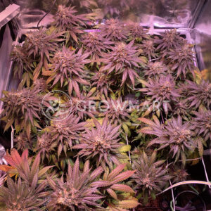 Pure_Gelato_Femnizovana_seminka_konopi