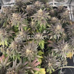 Pure_Gelato_Femnizovana_seminka_konopi