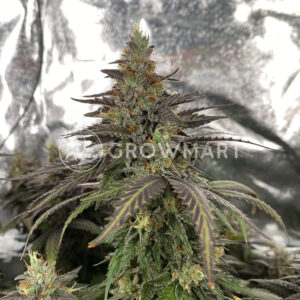 Pure_Gelato_Femnizovana_seminka_konopi