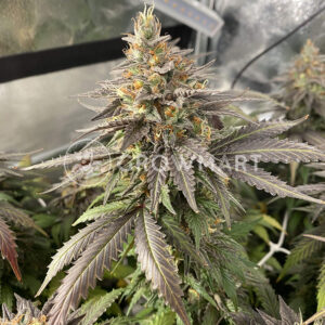 Pure_Gelato_Femnizovana_seminka_konopi