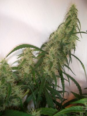 CHRONIC HAZE seminka 3