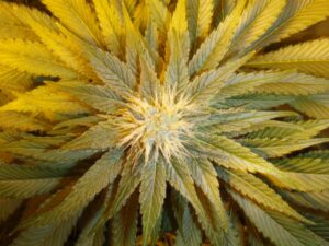 World of Seeds - STRAWBERRY BLUE | Feminized cannabis seeds - Image 8