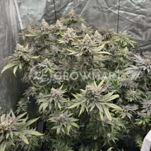 Cookies Cannabis - Blueberry Cherries | Feminized Cannabis Seeds - Image 4