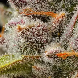 Cookies Cannabis - Lemon Cherry Sherb | Feminized Cannabis Seeds - Image 3