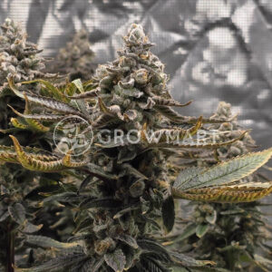 Cookies Cannabis - Blueberry Cherries | Feminized Cannabis Seeds - Image 3