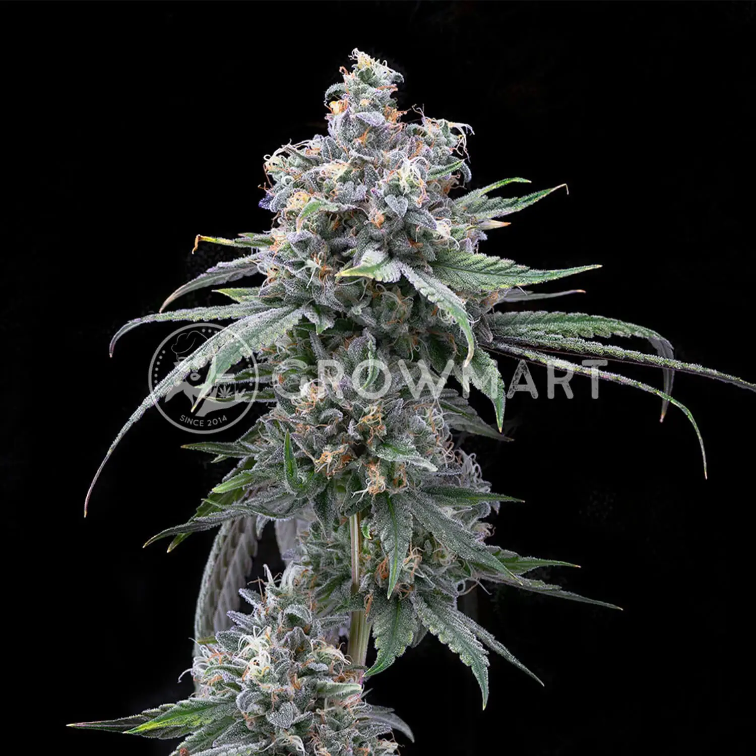 Cookies Cannabis - Pie Piss | Feminized Cannabis Seeds