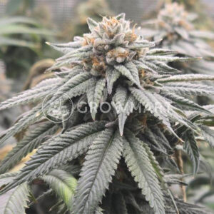 Cookies Cannabis - Dried Fruit | Feminized Cannabis Seeds - Image 3