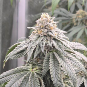 Cookies Cannabis - Dried Fruit | Feminized Cannabis Seeds - Image 2