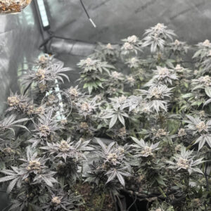 Cookies Cannabis - Wet Wet | Feminized Cannabis Seeds - Image 3