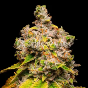 Cookies Cannabis - Lemon Cherry Sherb | Feminized Cannabis Seeds - Image 2