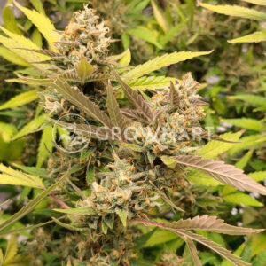 AK_49_Auto_Autoflowering_semínka_konopí