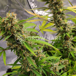 AK_49_Auto_Autoflowering_semínka_konopí