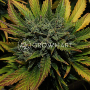 AK_Auto_Autoflowering_semínka_konopí