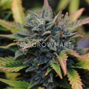 AK_Auto_Autoflowering_semínka_konopí