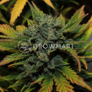 AK_Auto_Autoflowering_semínka_konopí