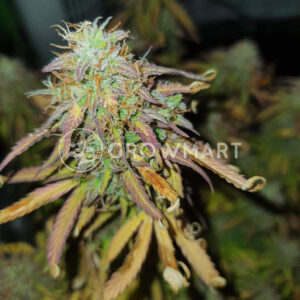AK_Full_Auto_Autoflowering_semínka_konopí