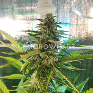 AK_Skunk_Auto_Samonakvetaci_seminka_konopi