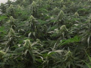 Green House Seed - AMS | Feminized cannabis seeds - Image 7