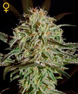 Green House Seed - AMS | Feminized cannabis seeds - Image 10