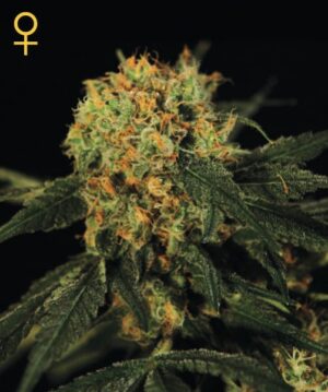 Green House Seed - AMS | Feminized cannabis seeds - Image 5