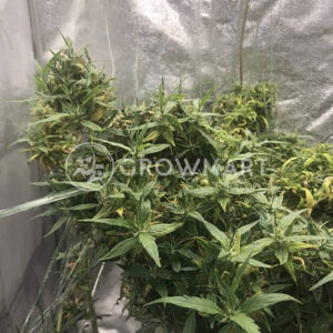 ARJAN'S-ULTRA-HAZE-2_Feminizovaná_semínka_konopí