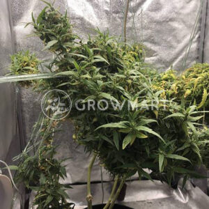 ARJAN'S-ULTRA-HAZE-2_Feminizovaná_semínka_konopí