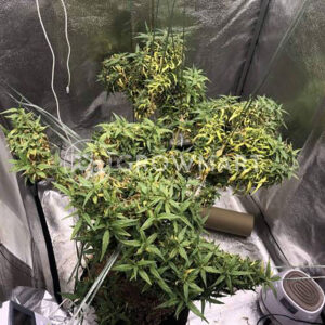 ARJAN'S-ULTRA-HAZE-2_Feminizovaná_semínka_konopí