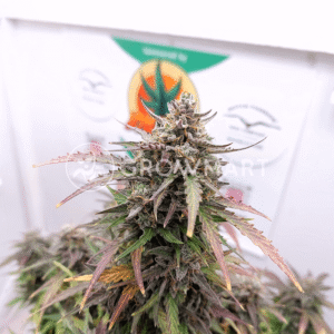 AUTO_KEROSEN_KRASH_seminka_konopi_1