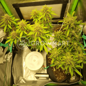 AUTO_MIMOSA_PUNCH_seminka_konopi_1