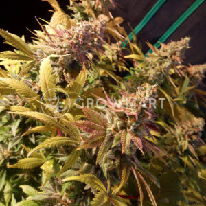Afghan_skunk_seminka_konopi
