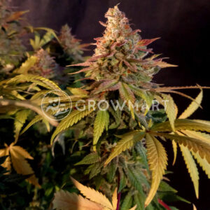 Afghan_skunk_seminka_konopi