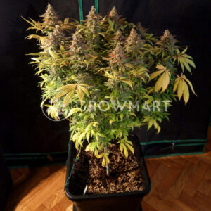 Afghan_skunk_seminka_konopi