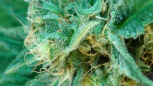Kannabia Seeds - AFRODITE | Feminized cannabis seeds - Image 6