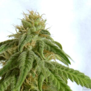 Kannabia Seeds - AFRODITE | Feminized cannabis seeds - Image 7