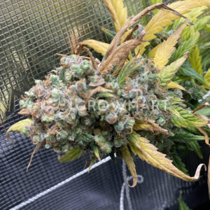 Alaskan_Purple_Auto_seminka_konopi