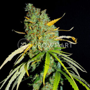 Amnesia_Seminka_konopi