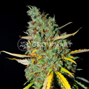 Amnesia_Seminka_konopi