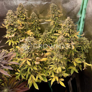 Amnesia_Auto_seminka_konopi