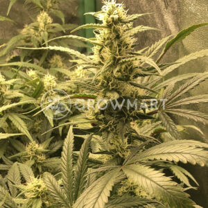 Amnesia_Haze_seminka_konopi