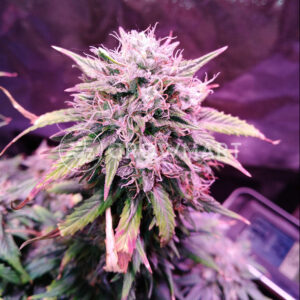 Amnesia_Haze_#1_Feminizovana_seminka_konopi