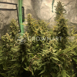 Amnesia_Haze_seminka_konopi