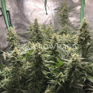 Amnesia_Haze_seminka_konopi