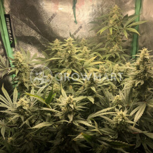 Amnesia_Haze_seminka_konopi