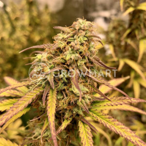 Amnesia_Haze_Auto_seminka_konopi