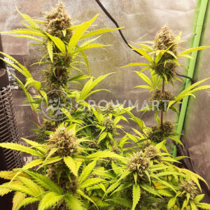 Amnesia_Haze_Auto_Autoflowering_semínka_konopí