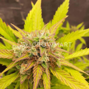 Amnesia_Haze_Auto_Autoflowering_semínka_konopí
