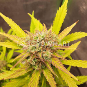 Amnesia_Haze_Auto_Autoflowering_semínka_konopí